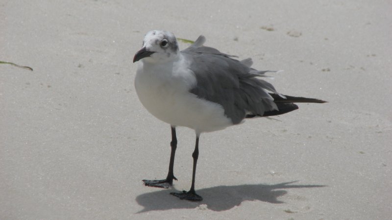 topsailhillpreserveseabird.jpg